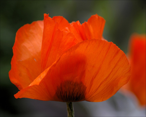 Poppy 08