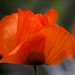 Poppy 08