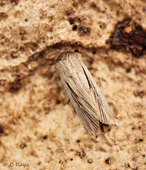 Shoulder-striped Wainscot Resting Position