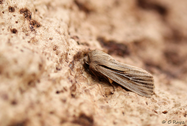 Shoulder-striped Wainscot Side