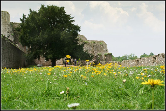 wild flowers