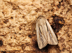 Shoulder-striped Wainscot