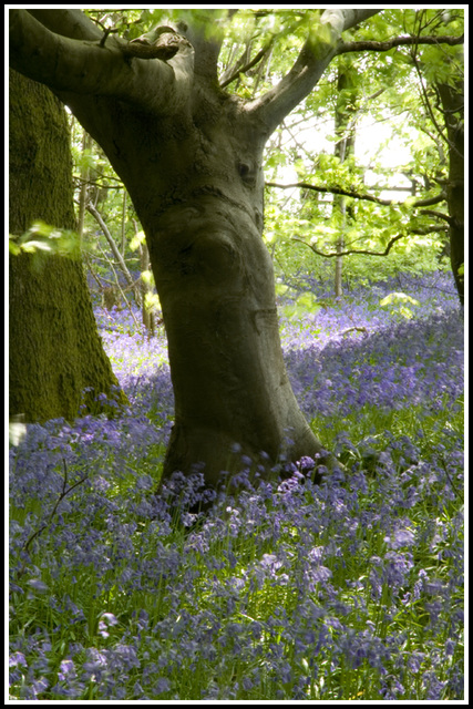 Bluebell Woods