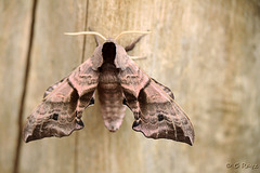 Eyed Hawk-moth