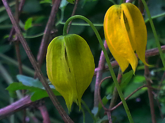 20130703 045Hw [D~LIP] Waldrebe (Clematis), UWZ, Bad Salzuflen