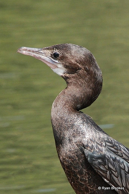 20090311-0768-2 Little cormorant