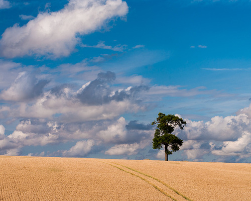 A tree in Hertfordshire