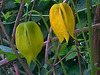 201230703 046Hw [D~LIP] Waldrebe (Clematis), UWZ, Bad Salzuflen