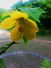 20130703 047Hw [D~LIP] Waldrebe (Clematis), UWZ, Bad Salzuflen