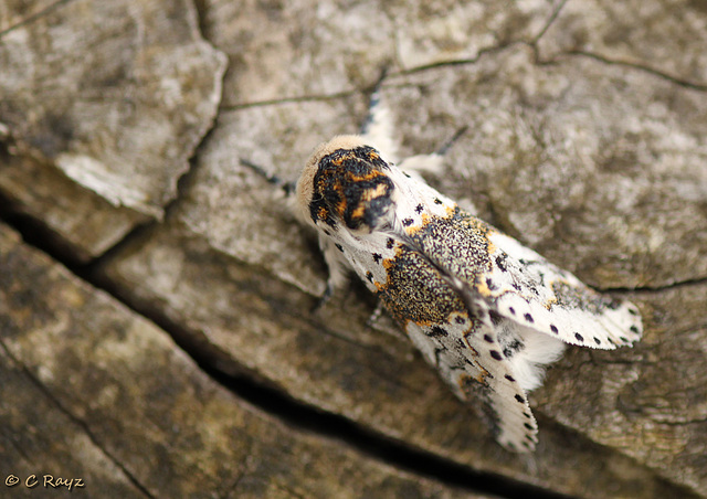 Alder Kitten