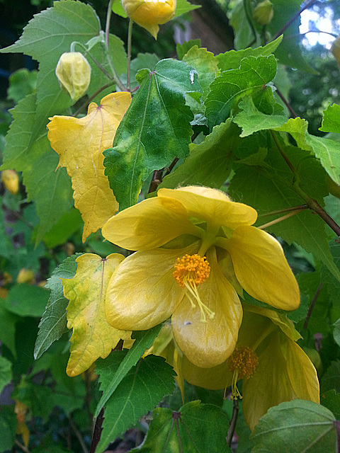 20130703 048Hw [D~LIP] Waldrebe (Clematis), UWZ, Bad Salzuflen