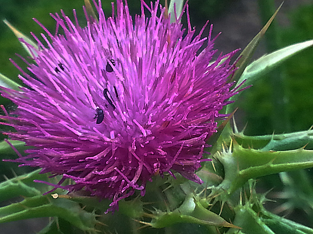 20130703 051Hw [D~LIP] Distel, Käfer, UWZ, Bad Salzuflen