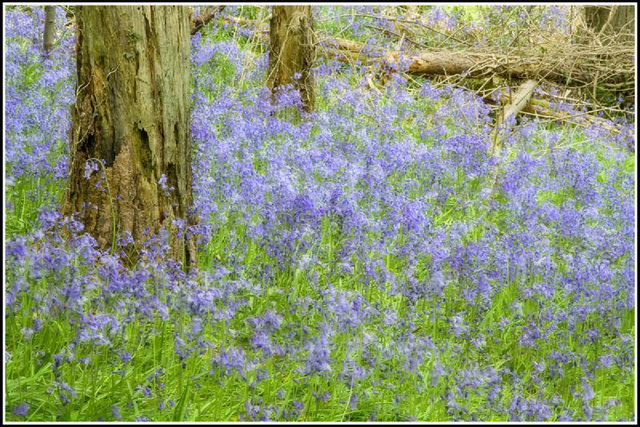 Bluebell Woods