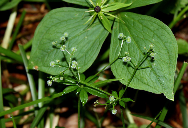 Galium odoratum- Aspérule odorante