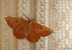 Orange Moth