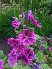 20130703 061Hw [D~LIP] Wilde Malve (Malva sylvestris), UWZ, Bad Salzuflen