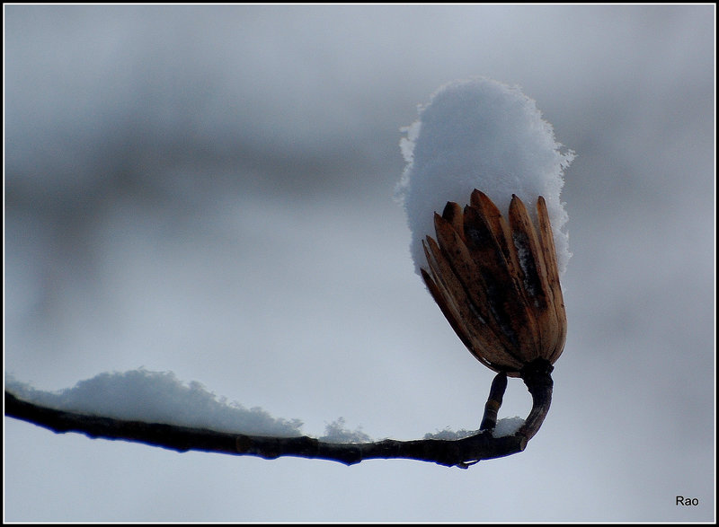 Flower of the Tulip Tree