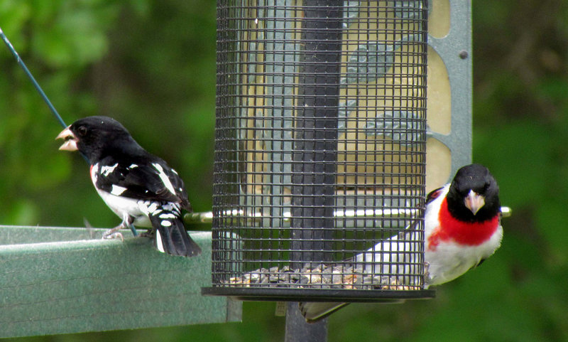 Rose-Breasted Grosbeaks  (Males)