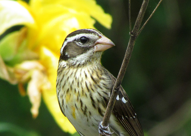 Rose-Breasted Grosbeak  (Female)