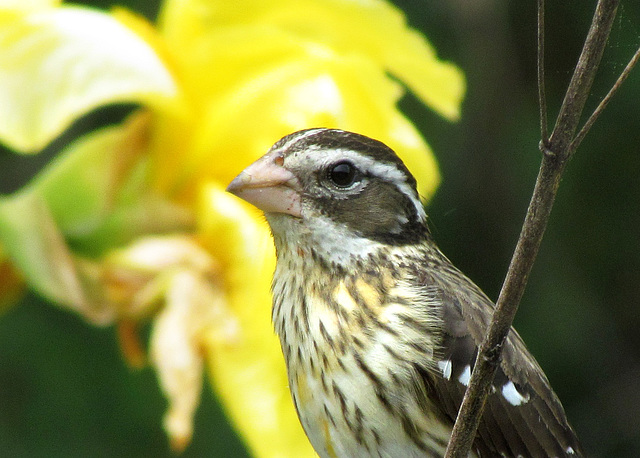 Rose-Breasted Grosbeak (Female)