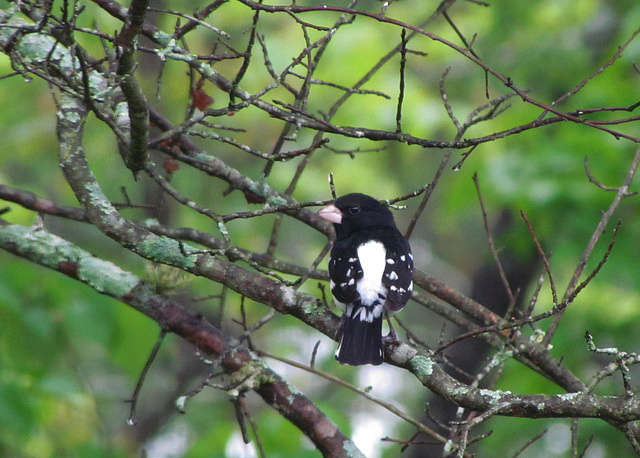 Rose-Breasted Grosbeak (Male)