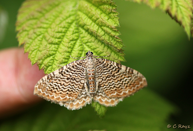 Scallop Shell