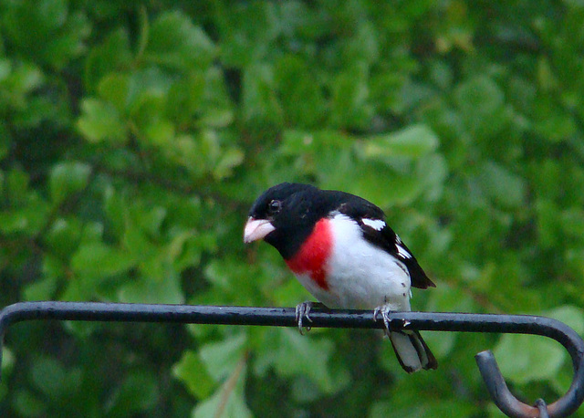 Rose-Breasted Grosbeak (Male)