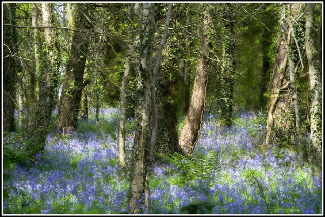 Bluebell Woods