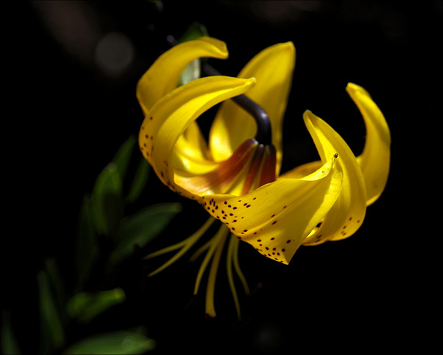 Lily 03