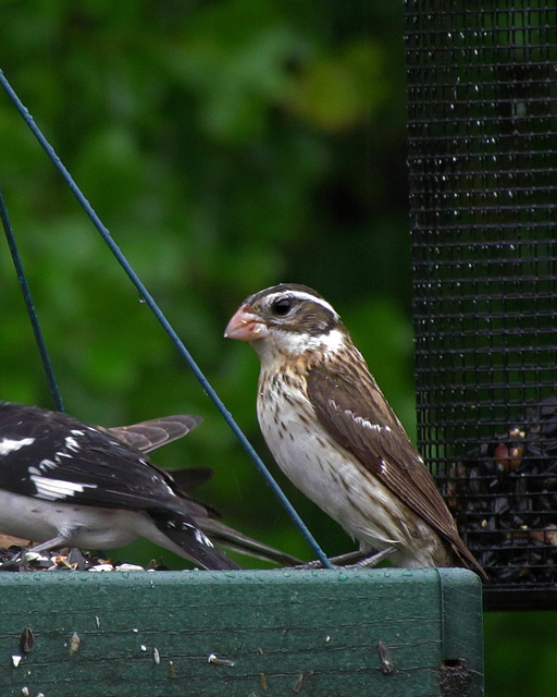 Rose-Breasted Grosbeak - Female