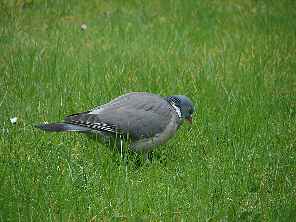 20080416 014DSCw [D~LIP] Ringeltaube, Bad Salzufeln