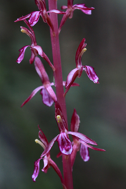 Western Coralroot