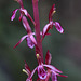 Western Coralroot