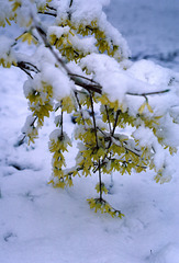 Late Snow and Forsythia