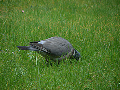 20080416 015DSCw [D~LIP] Ringeltaube, Bad Salzufeln