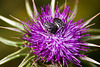 20120506 9021RAw Distel, Trauer-Rosenkäfer (Oxythyrea funesta), Trujillo