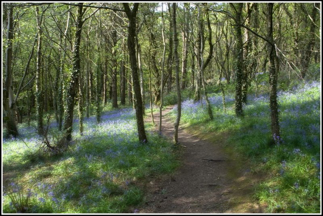 Bluebell Woods