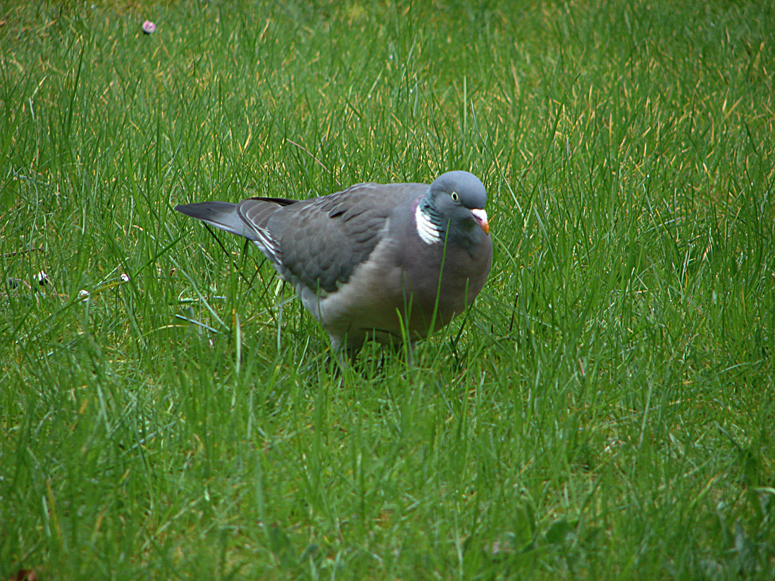 20080416 016DSCw [D~LIP] Ringeltaube, Bad Salzufeln