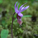 Western Fairy Slipper (Calypso bulbosa var. occidentalis)