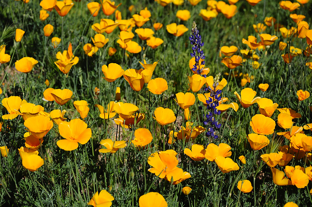 Poppies