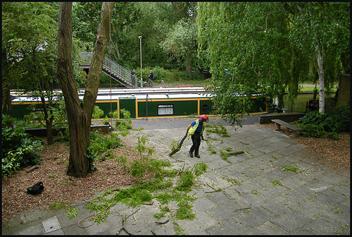 diseased robinia to be felled