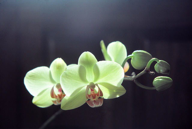 Doritaenopsis Becky Fuller