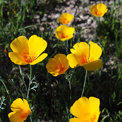 Poppies