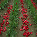 Skagit Valley Tulips