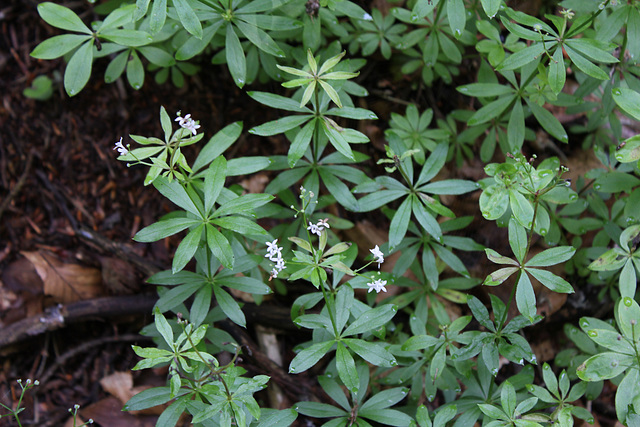 Galium odoratum- Aspérule odorante (3)