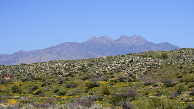 Four Peaks & die Poppy-Blüte