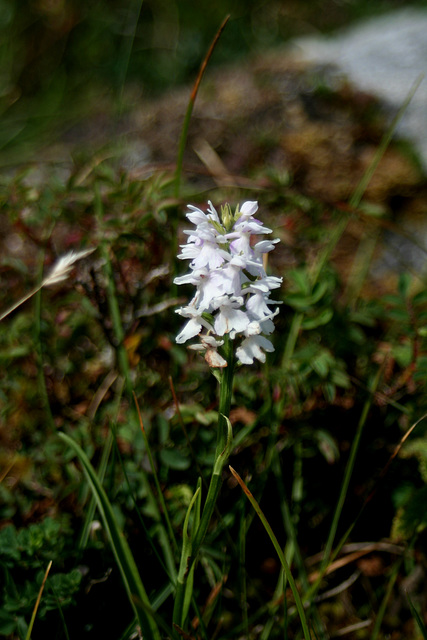 Dactylorhiza fuchsii var. o'kellyi