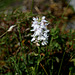 Dactylorhiza fuchsii var. o'kellyi