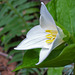 Wakerobin (Trillium ovatum)