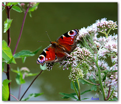 Paon du jour sur eupatoire chanvrine